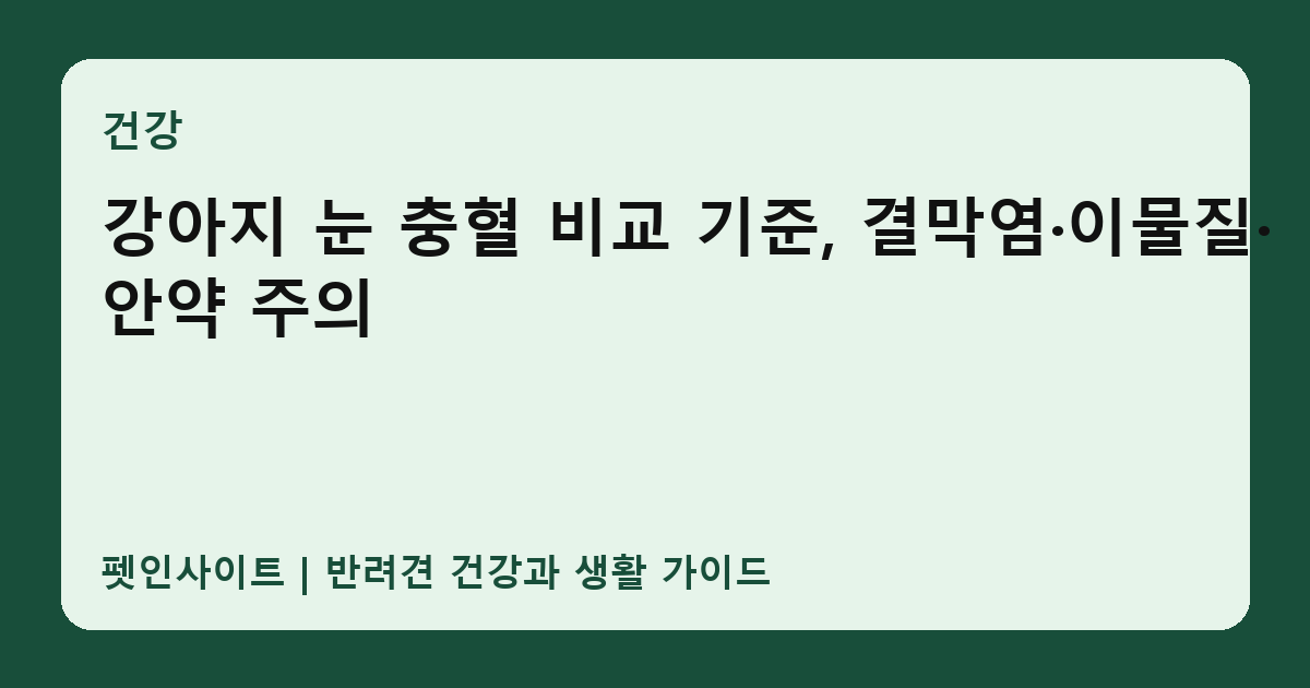 강아지 눈 충혈 비교 기준, 결막염·이물질·안약 주의 썸네일